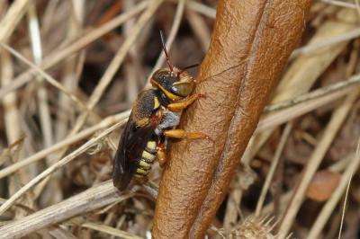  Rhodanthidium infuscatum (Erichson, 1835)