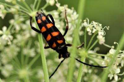 Lepture couleur d'or Leptura aurulenta Fabricius, 1792
