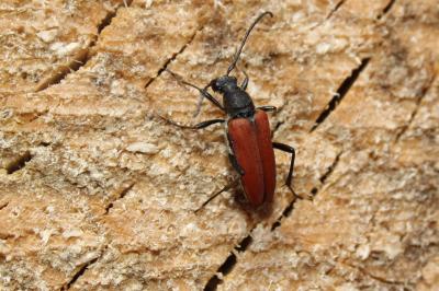 Lepture rouge sang Anastrangalia sanguinolenta (Linnaeus, 1760)