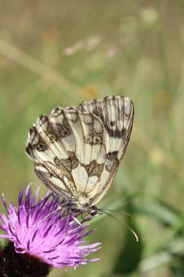 Demi-Deuil (Le), Échiquier (L'), Échiquier commun  Melanargia galathea (Linnaeus, 1758)