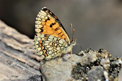 Mélitée du Mélampyre (La), Damier Athalie (Le) Melitaea athalia (Rottemburg, 1775)
