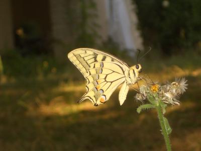 Machaon (Le), Grand Porte-Queue (Le) Papilio machaon Linnaeus, 1758
