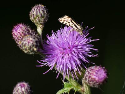 Arlequinette jaune (L') Acontia trabealis (Scopoli, 1763)