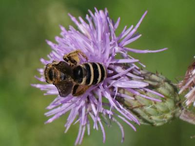  Halictus scabiosae (Rossi, 1790)