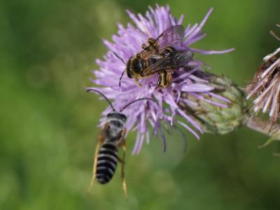  Halictus scabiosae (Rossi, 1790)