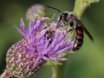  Lasioglossum nigripes (Lepeletier, 1841)