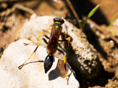  Sceliphron caementarium (Drury, 1770)