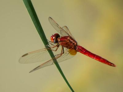 Crocothémis écarlate (Le) Crocothemis erythraea (Brullé, 1832)