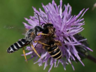  Halictus scabiosae (Rossi, 1790)
