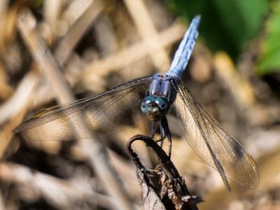 Orthétrum bleuissant Orthetrum coerulescens coerulescens (Fabricius, 1798)