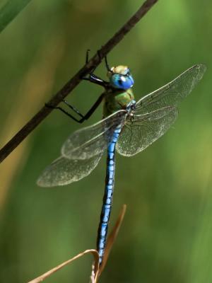 Anax empereur (L') Anax imperator Leach, 1815