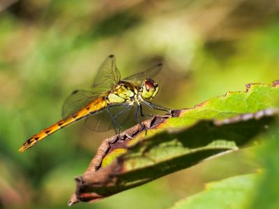 Sympétrum déprimé (Le) Sympetrum depressiusculum (Selys, 1841)