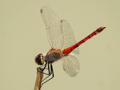 Sympétrum déprimé (Le) Sympetrum depressiusculum (Selys, 1841)