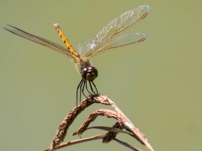 Sympétrum déprimé (Le) Sympetrum depressiusculum (Selys, 1841)