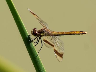 Sympétrum du Piémont (Le) Sympetrum pedemontanum (O.F. Müller in Allioni, 1766)