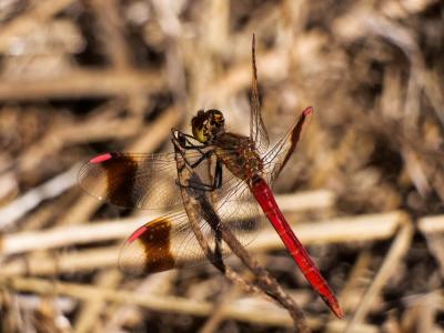 Sympétrum du Piémont (Le) Sympetrum pedemontanum (O.F. Müller in Allioni, 1766)