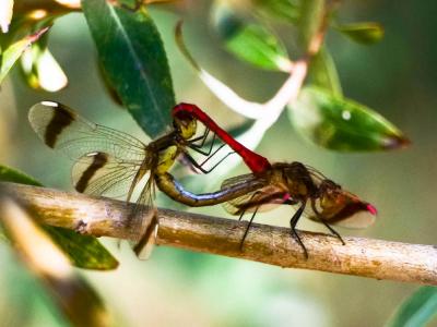Sympétrum du Piémont (Le) Sympetrum pedemontanum (O.F. Müller in Allioni, 1766)
