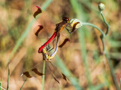 Sympétrum du Piémont (Le) Sympetrum pedemontanum (O.F. Müller in Allioni, 1766)
