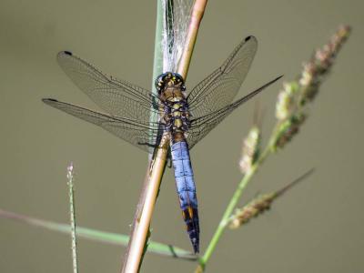 Orthétrum réticulé (L') Orthetrum cancellatum (Linnaeus, 1758)