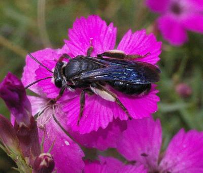  Andrena Fabricius, 1775