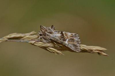 Linariette (La) Calophasia lunula (Hufnagel, 1766)