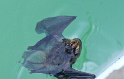 Sérotine commune Eptesicus serotinus (Schreber, 1774)