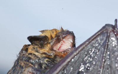 Sérotine commune Eptesicus serotinus (Schreber, 1774)