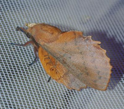 Petite Feuille-Morte (La), Feuille-Morte du Trembl Phyllodesma tremulifolium (Hübner, 1810)
