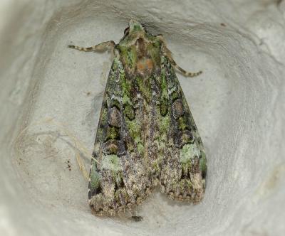 Noctuelle verte (La) Anaplectoides prasina (Denis & Schiffermüller, 1775)