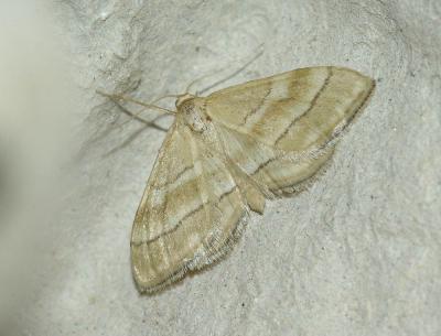 Acidalie entourée (L') Idaea circuitaria (Hübner, 1819)
