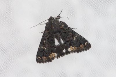 Alchimiste (L') Catephia alchymista (Denis & Schiffermüller, 1775)