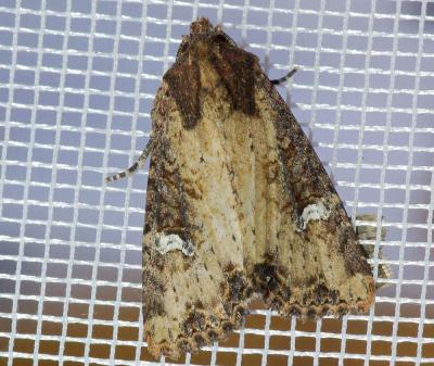 Hiéroglyphe (L') Mesapamea secalis (Linnaeus, 1758)