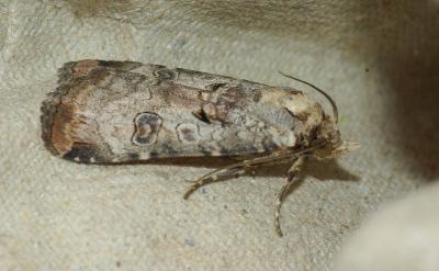 Noctuelle gris-de-lin (La) Epilecta linogrisea (Denis & Schiffermüller, 1775)