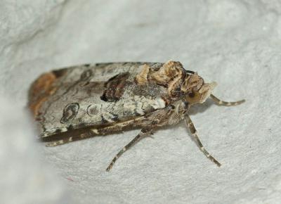 Noctuelle gris-de-lin (La) Epilecta linogrisea (Denis & Schiffermüller, 1775)