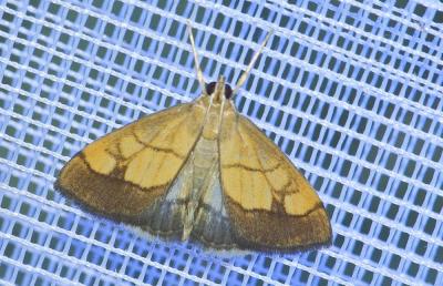  Evergestis limbata (Linnaeus, 1767)