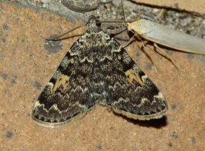 Noctuelle des Cimetières (La) Idia calvaria (Denis & Schiffermüller, 1775)