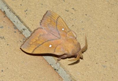 Feuille-Morte du Prunier (La) Odonestis pruni (Linnaeus, 1758)