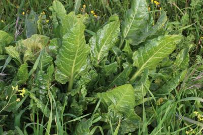 Bette maritime Beta vulgaris subsp. maritima (L.) Arcang., 1882