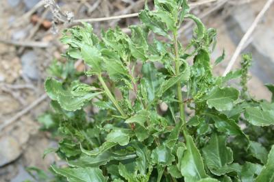 Bette maritime Beta vulgaris subsp. maritima (L.) Arcang., 1882