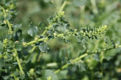 Bette maritime Beta vulgaris subsp. maritima (L.) Arcang., 1882