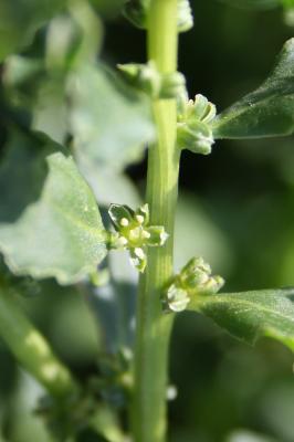 Bette maritime Beta vulgaris subsp. maritima (L.) Arcang., 1882