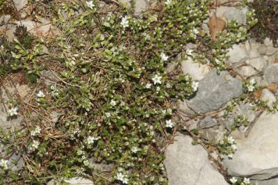 Sabline fausse Moehringie Arenaria multicaulis L., 1759