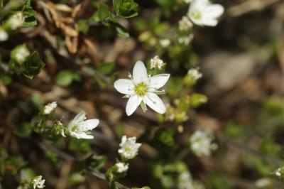 Sabline fausse Moehringie Arenaria multicaulis L., 1759