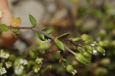 Sabline fausse Moehringie Arenaria multicaulis L., 1759