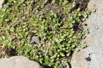 Sabline fausse Moehringie Arenaria multicaulis L., 1759