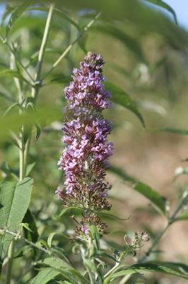 Buddleja du père David, Arbre à papillon, Arbre au Buddleja davidii Franch., 1887