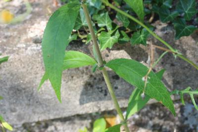 Buddleja du père David, Arbre à papillon, Arbre au Buddleja davidii Franch., 1887