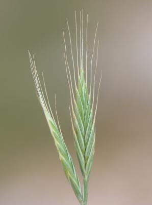 Brachypode à deux épis, Brachypode des bois Brachypodium distachyon (L.) P.Beauv., 1812