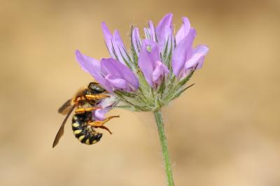  Rhodanthidium septemdentatum (Latreille, 1809)