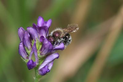  Osmia Panzer, 1806